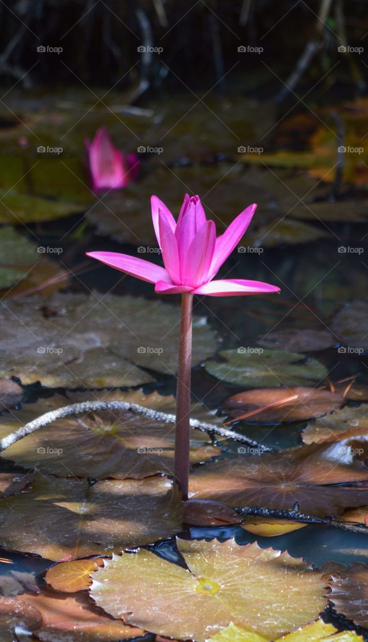 Water lily