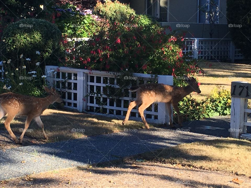 Deer entering a home 