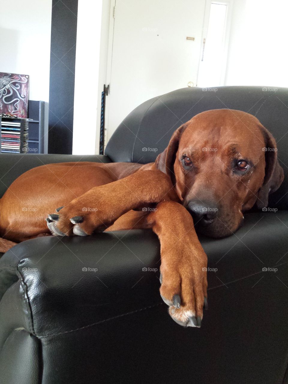 Rhodesian Ridgebacks are notorious for lounging around