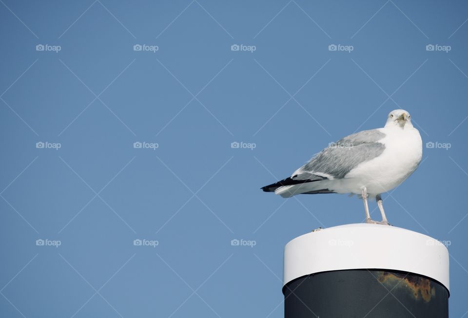 Seagull on a pole