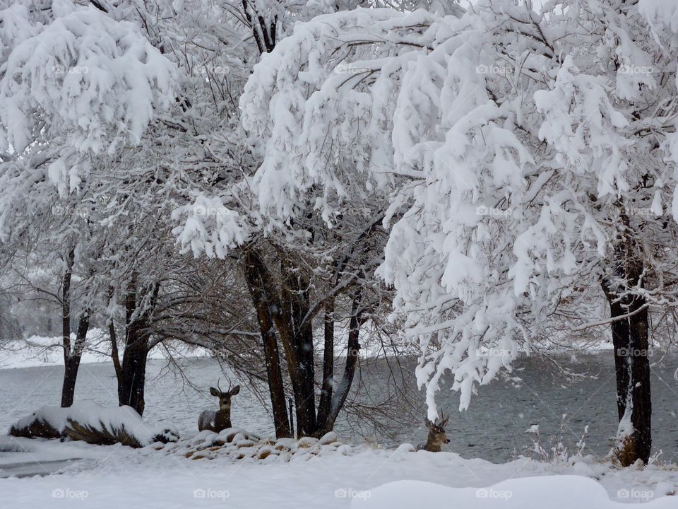 Deer at the River’s Edge