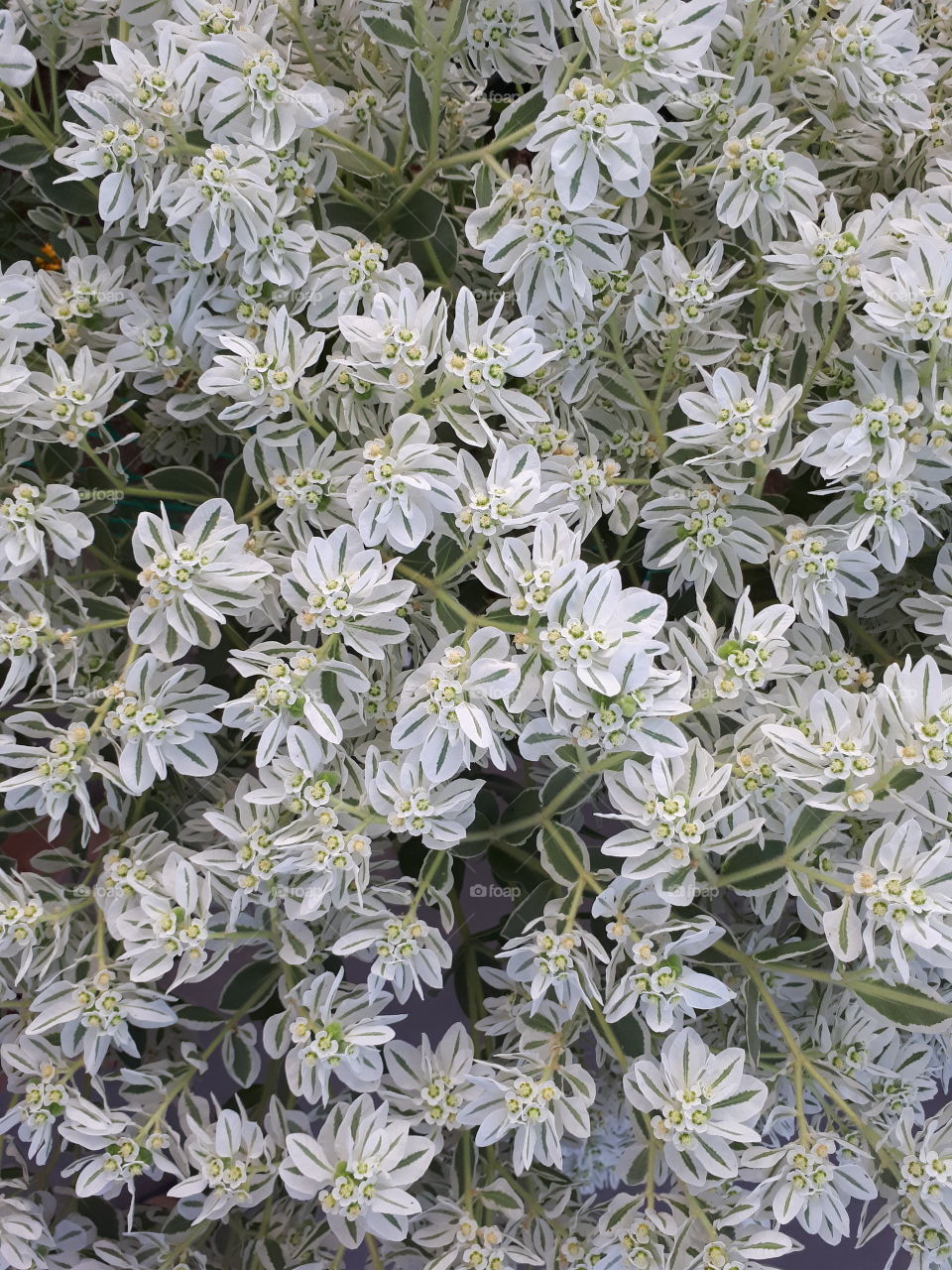 Bush with white leaves