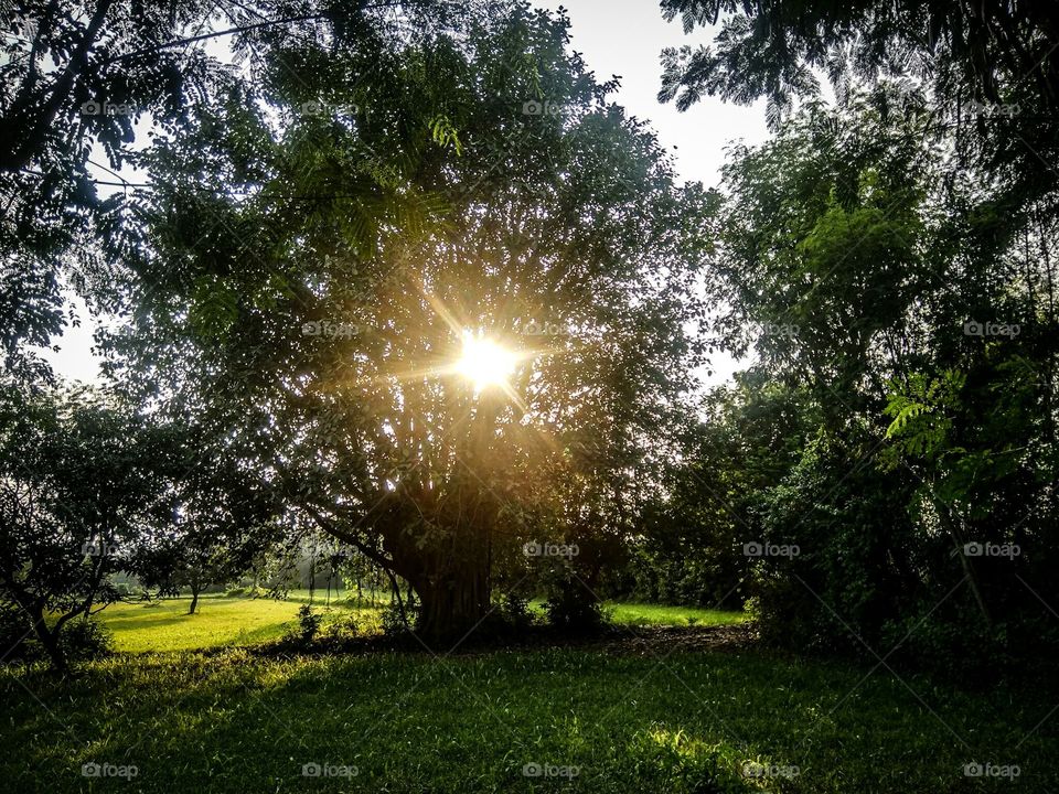beautiful view of sun middel of tree