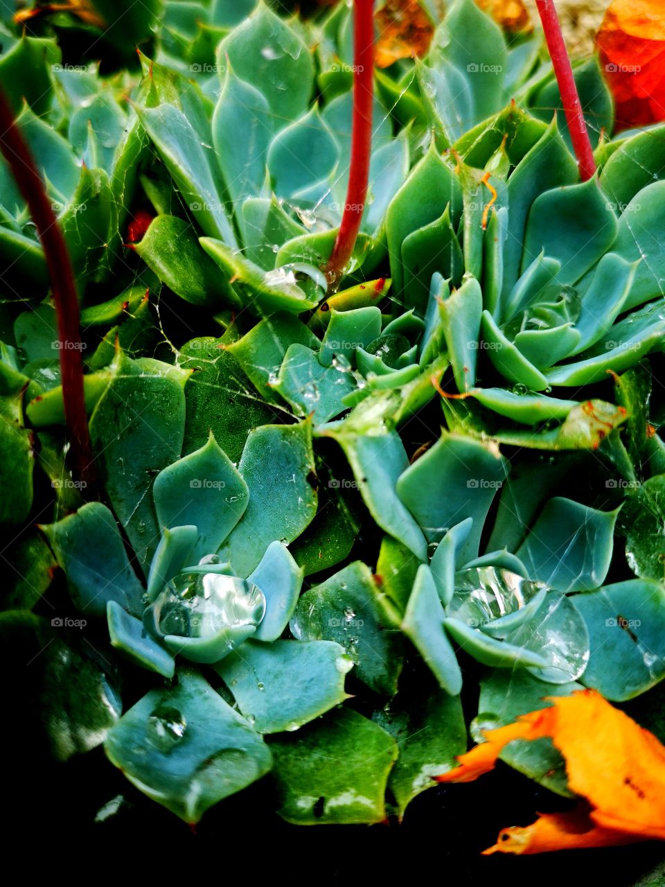 Holding the drops of life