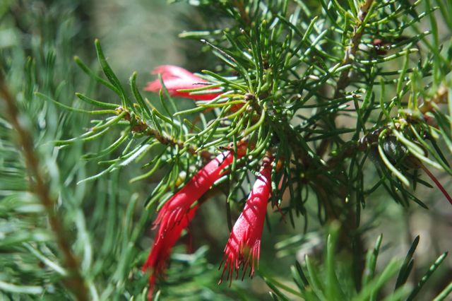 Red flower