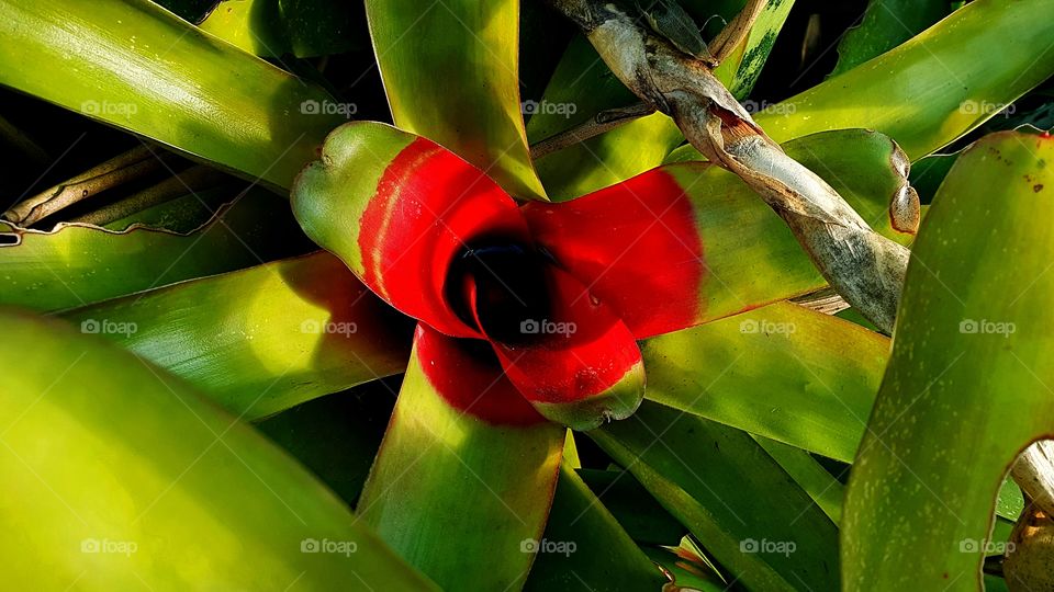 Bromelia