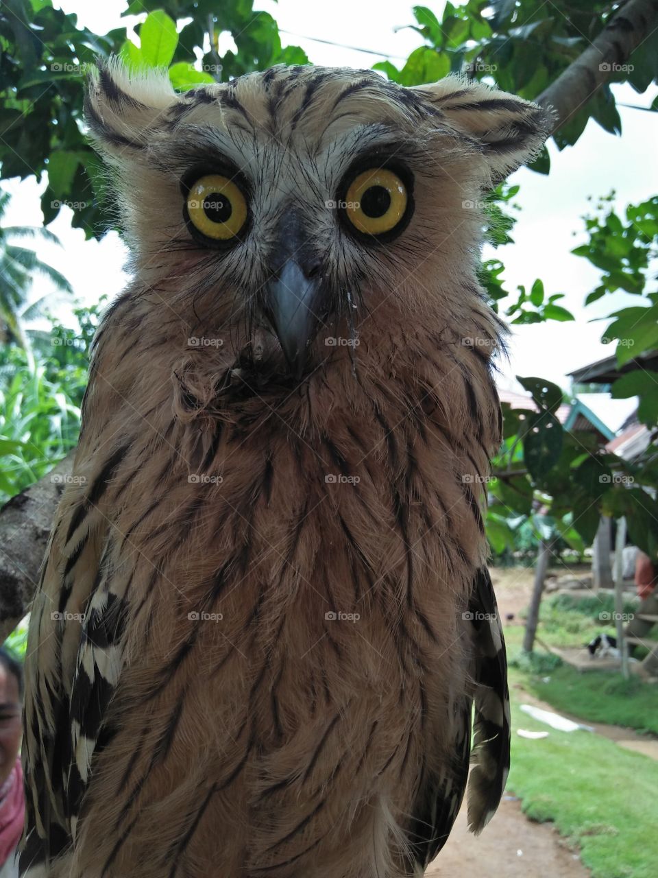 Paling Hits 30 Foto  Dengan Burung  Hantu  Gambar Kitan