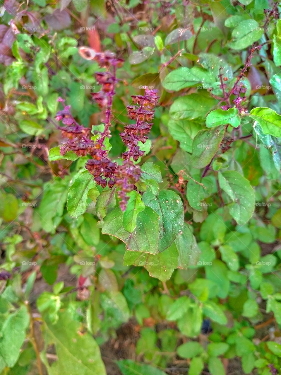 Holy basil (Tulsi)