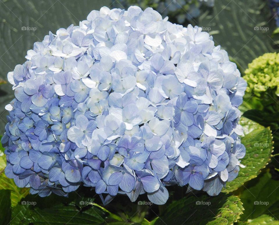 a blue hortênsis in the garden