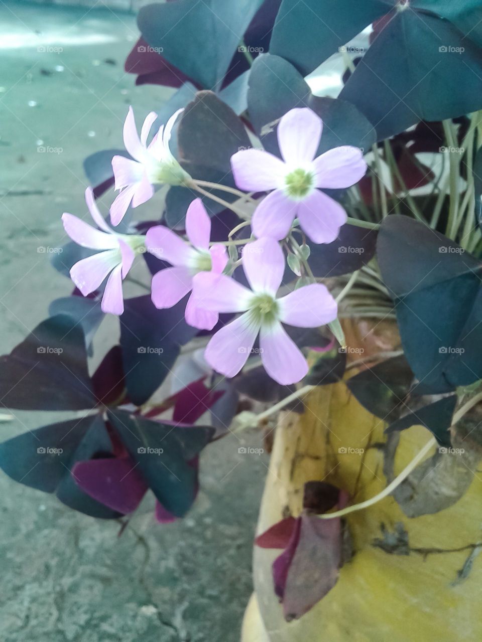 flores lilás