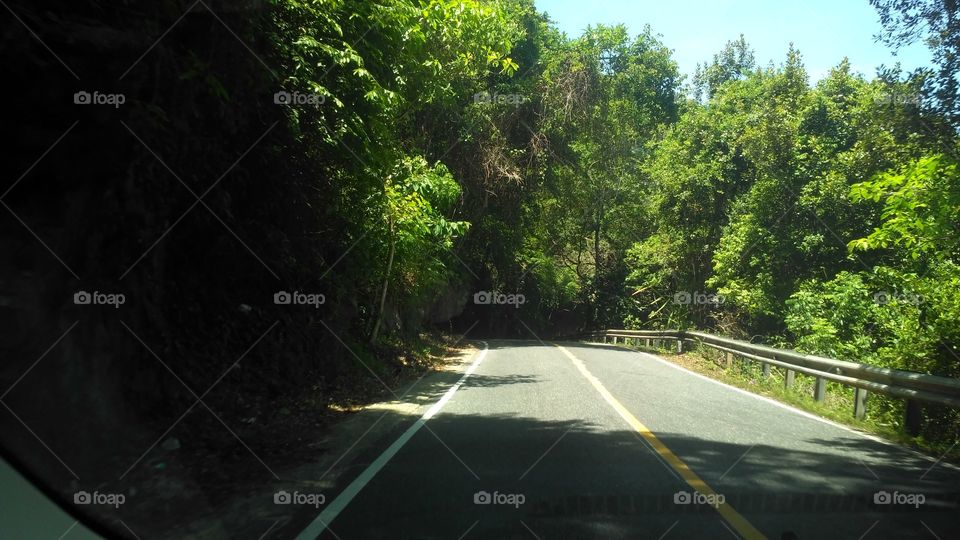 Highways covered in dense forest