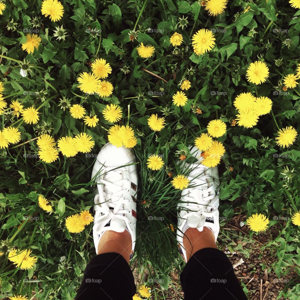 Yellow flowers