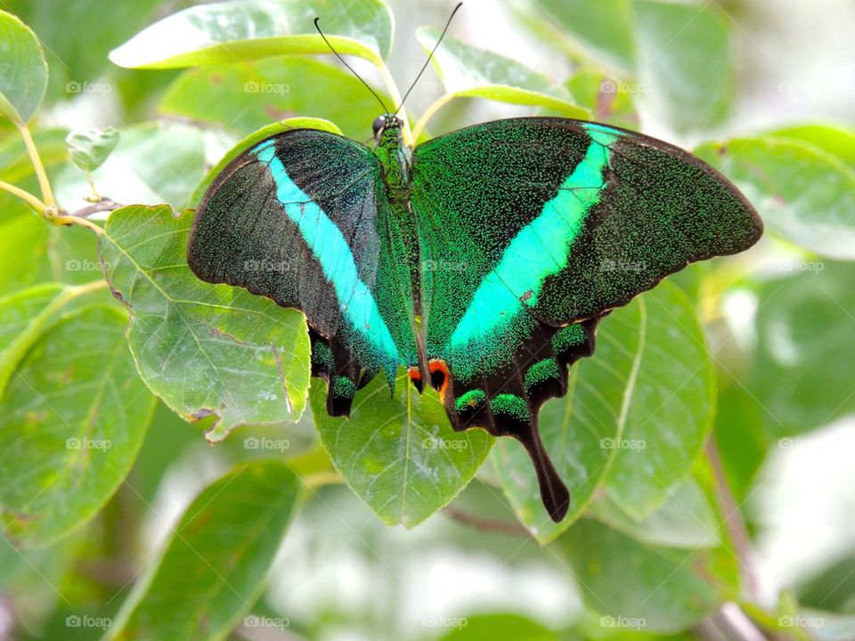 Emerald Swallowtail Butterfly