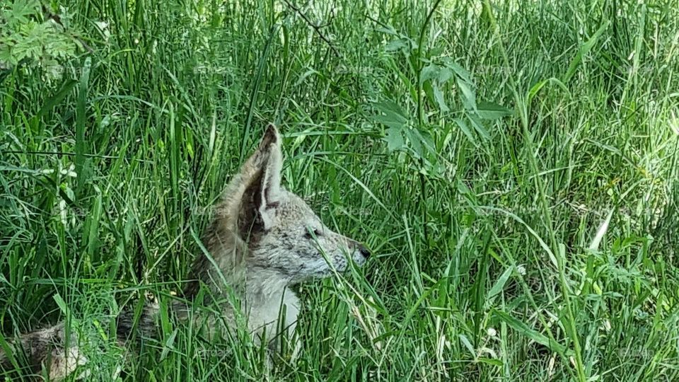 very young black backed jackal in the grass