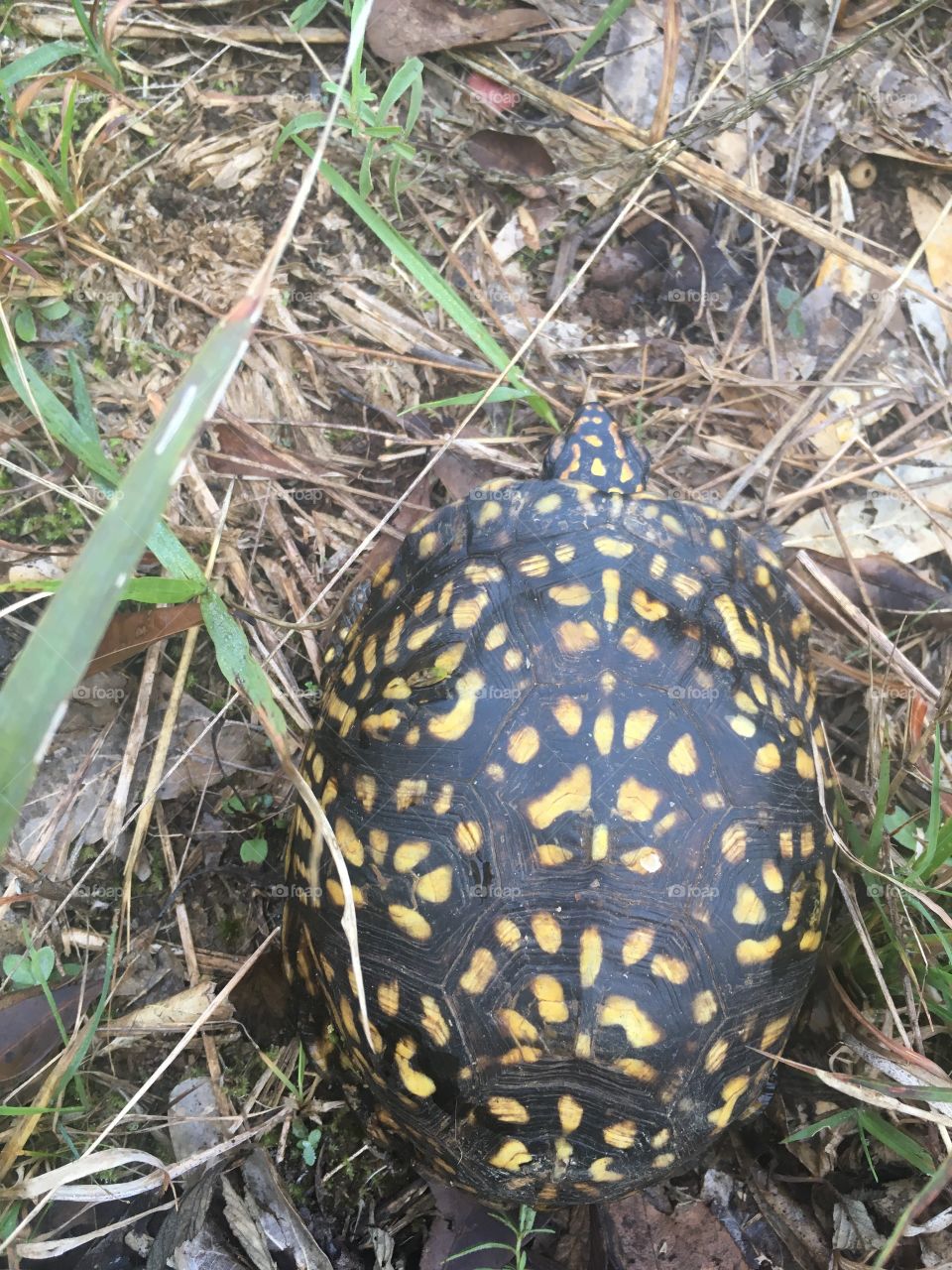 Carolina box turtle 