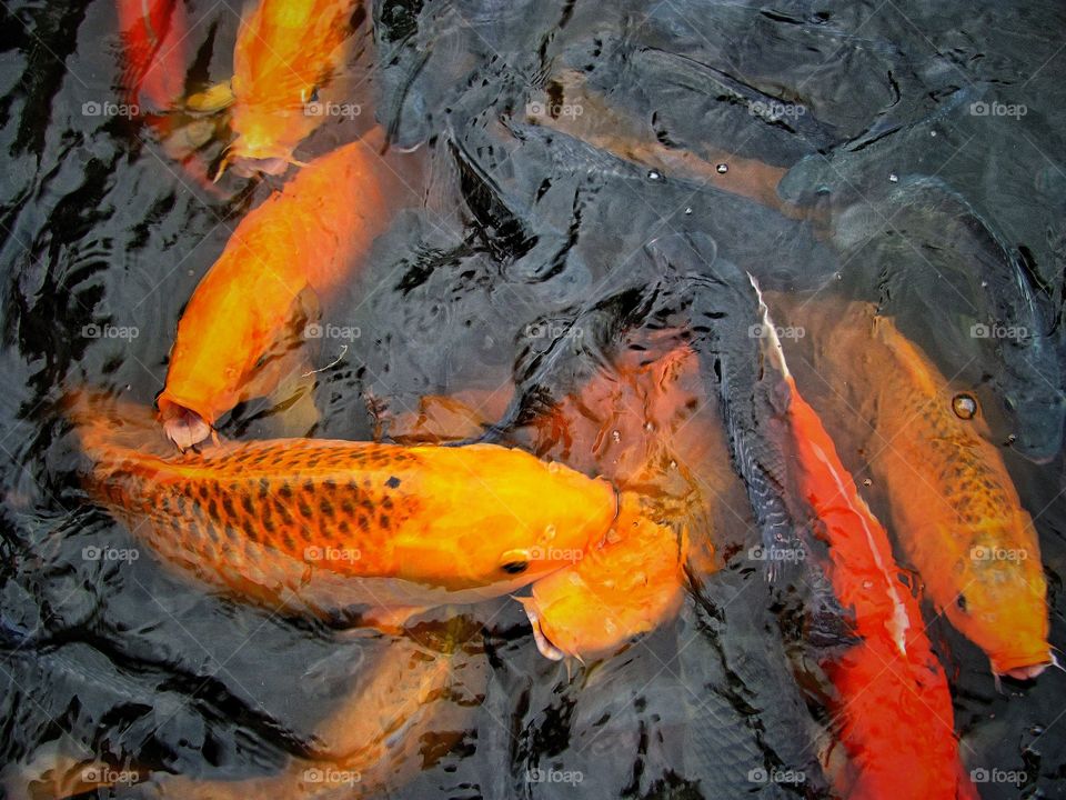 High angle view of fish swimming in water