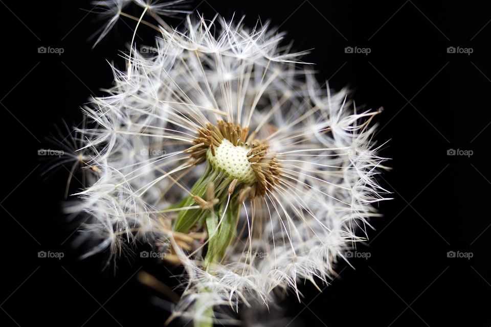 Close-up of dry dandelion