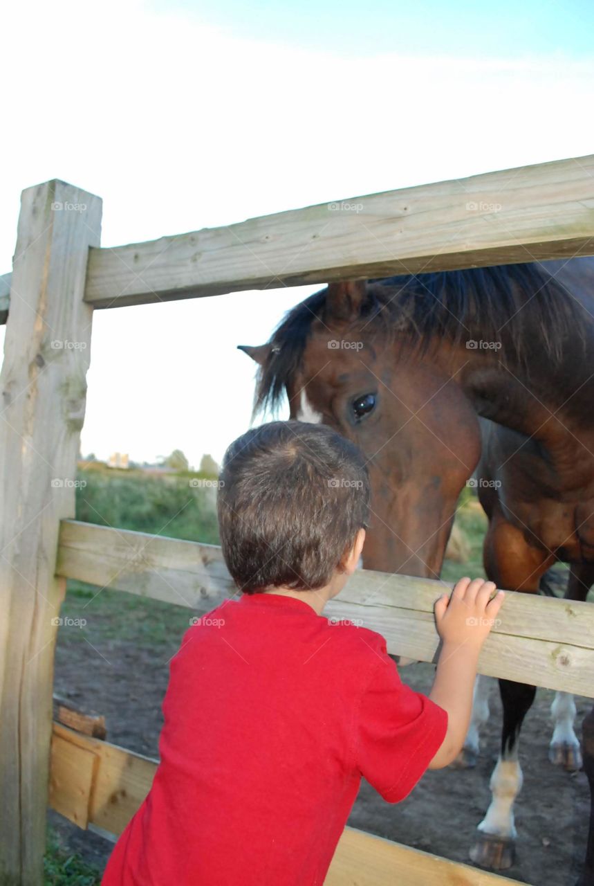 child and horse looking into each others eyes