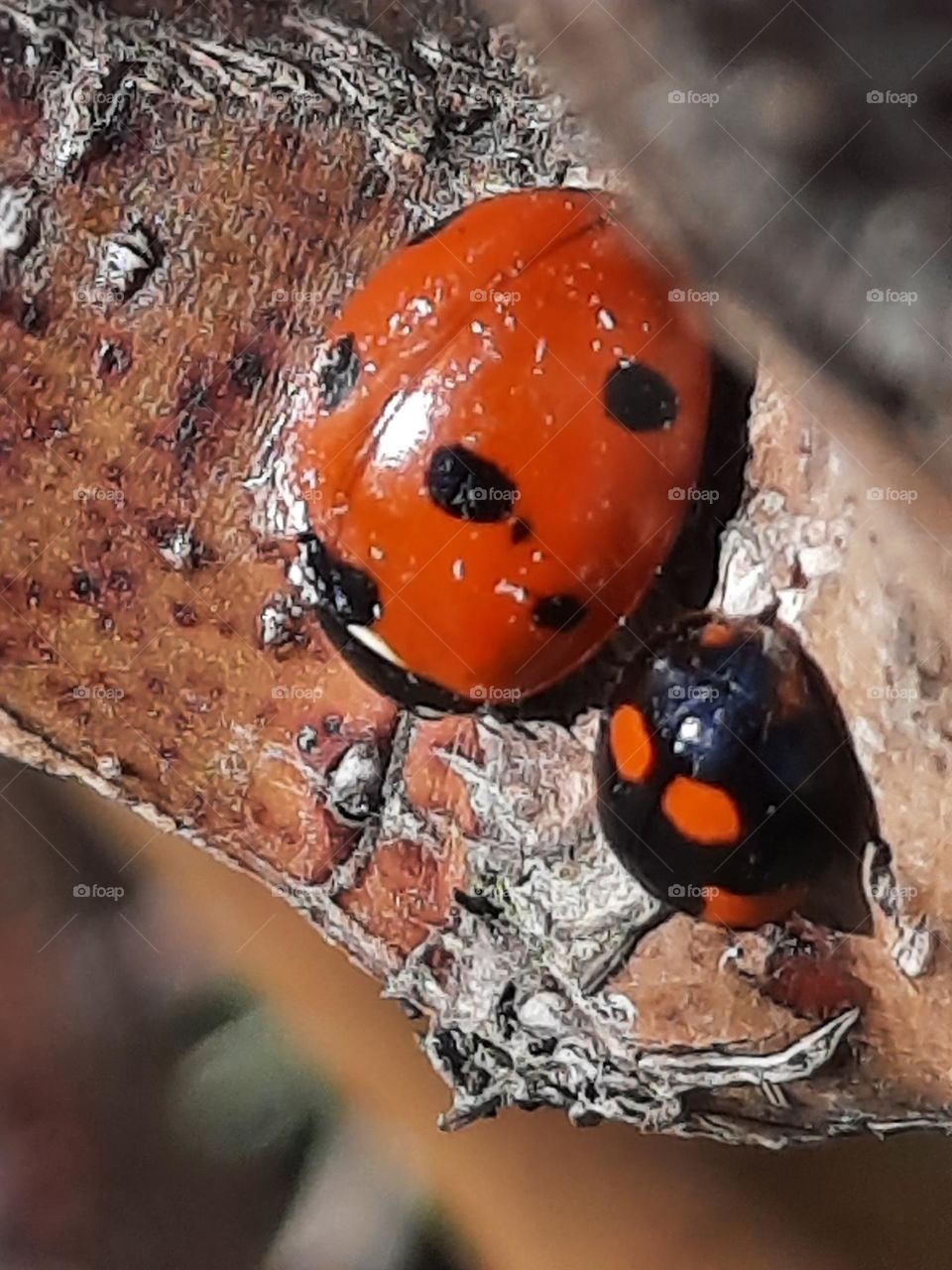 macro of ladybugs on a rose twig