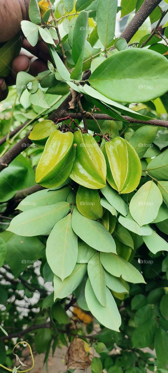Obviously star fruit gives C vitamin
