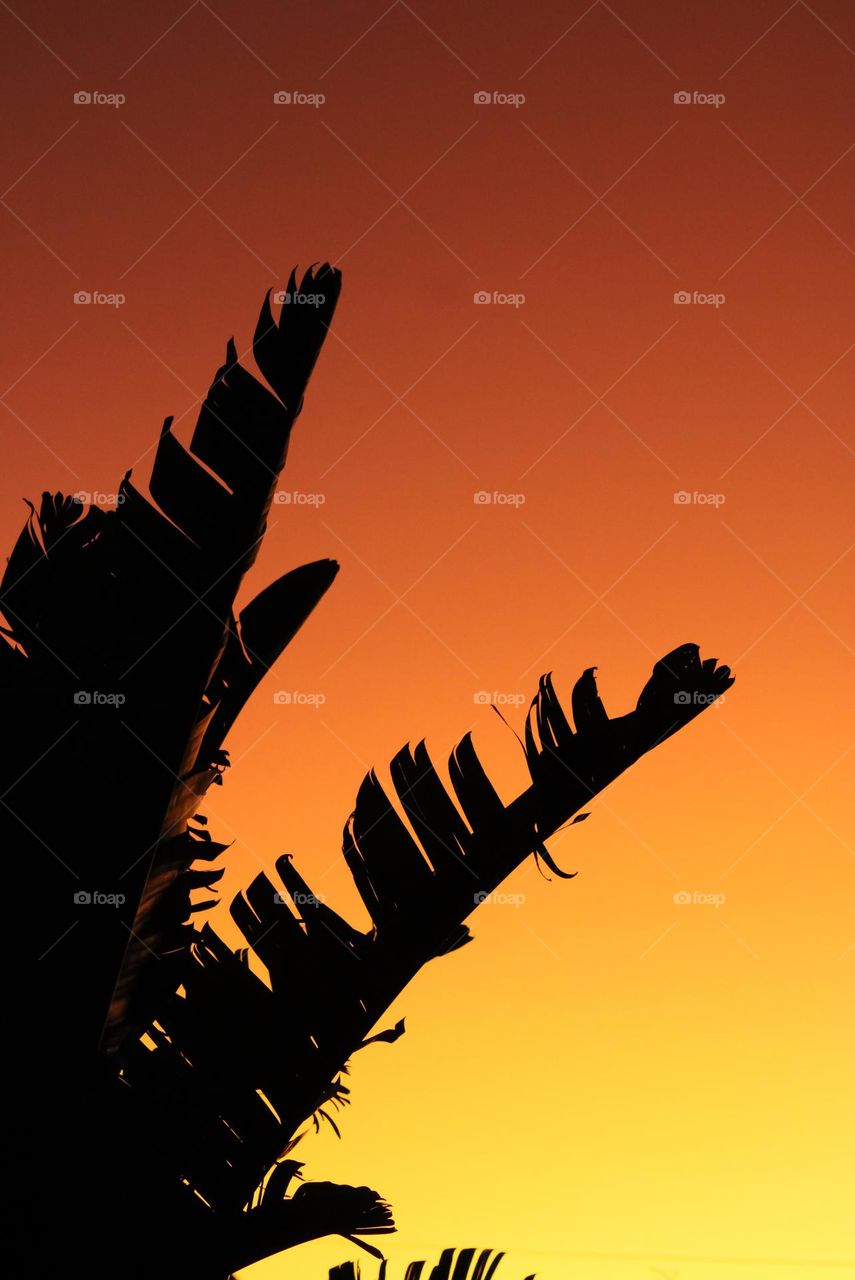 Banana tree leaves at sunrise