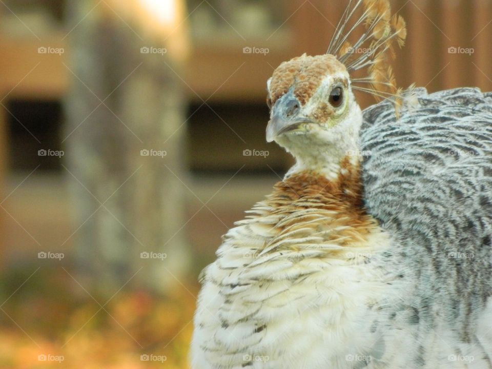 Peahen 