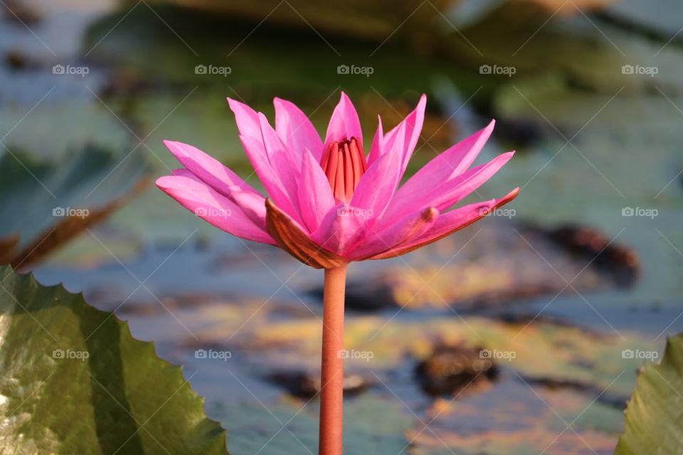 Thailand's Ramzar : Red Lotus