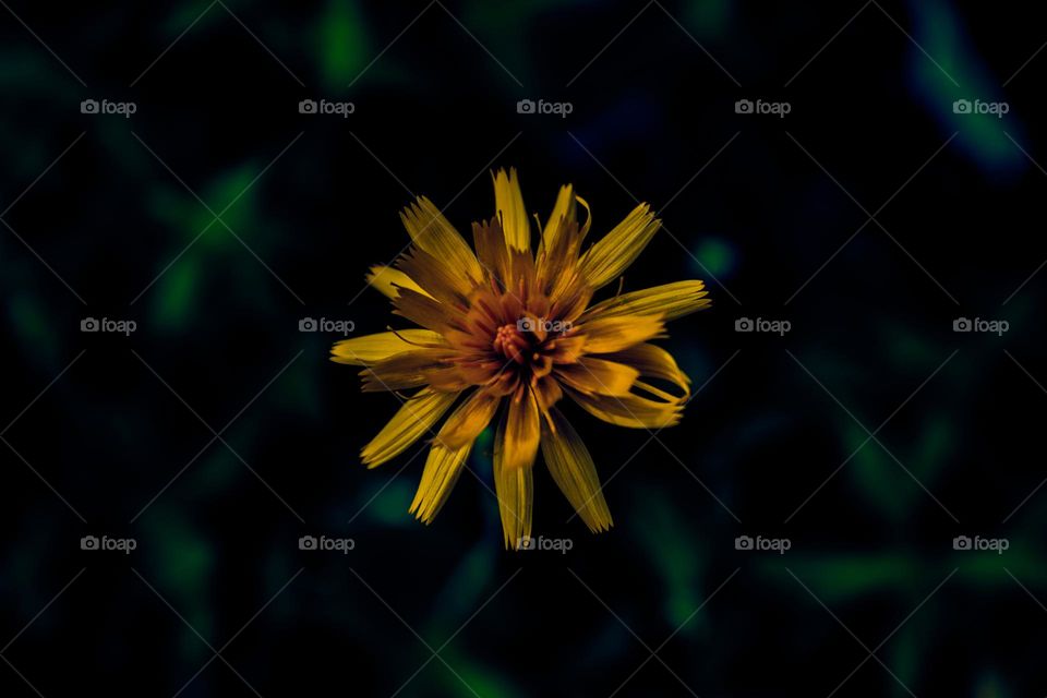 bright yellow dandelion in the sunlight