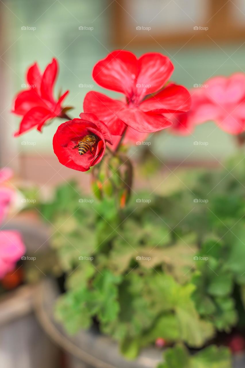 Little honeybee working hard to get the sweet nectar out of a flower