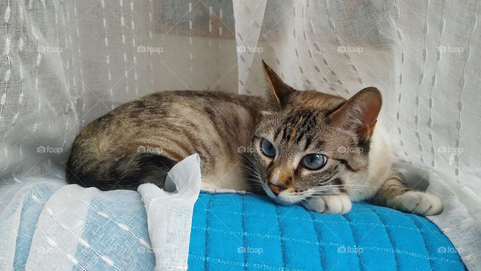 Cat lying on the Middle of the curtain resting on the bed