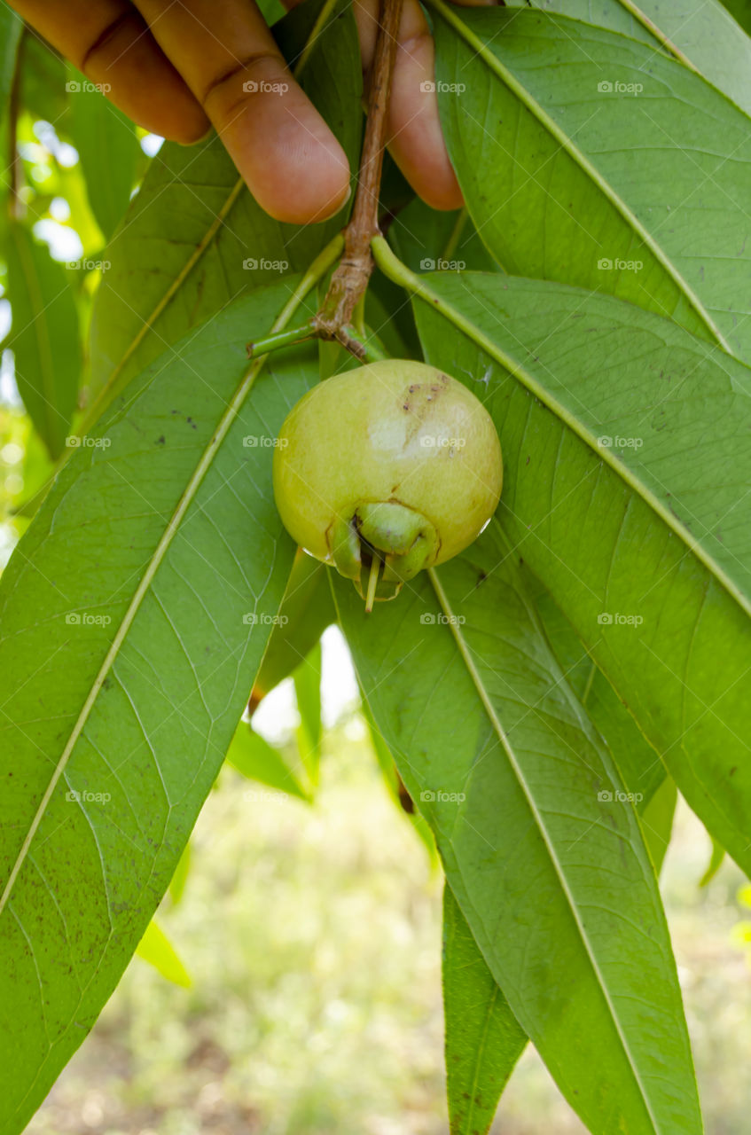 Unripe Roseapple Fruit On A Tree Branch With Long Green Leaves