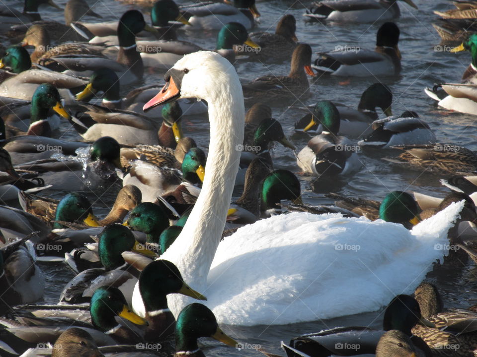 swans floating in the lake wintering