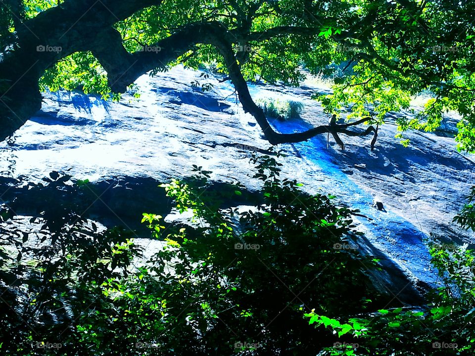 magical forest. forest of magic