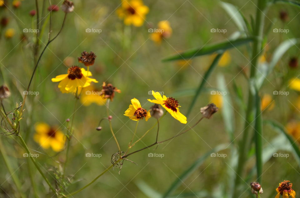 Nature, Flower, Summer, No Person, Flora