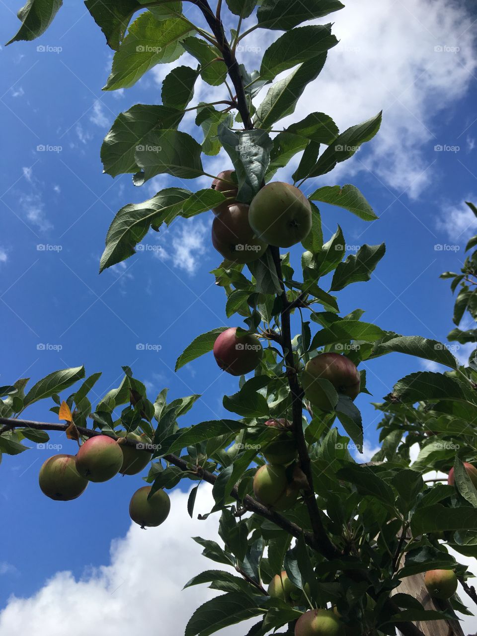 Apple tree on a summer’s day