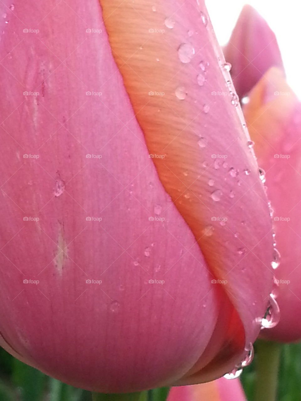 raindrops on pink tulip
