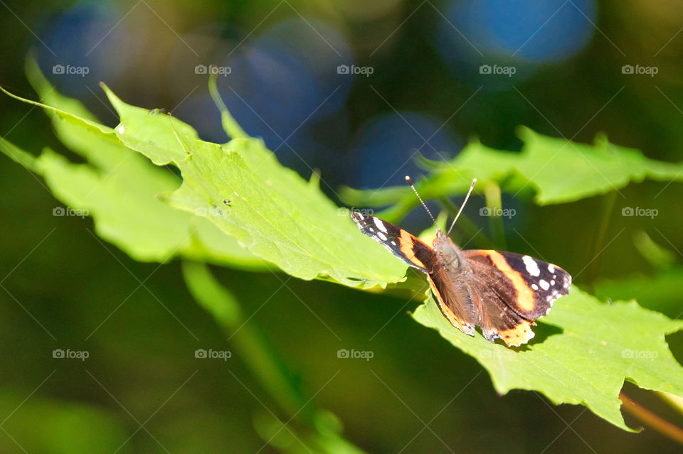 butterfly on a flower