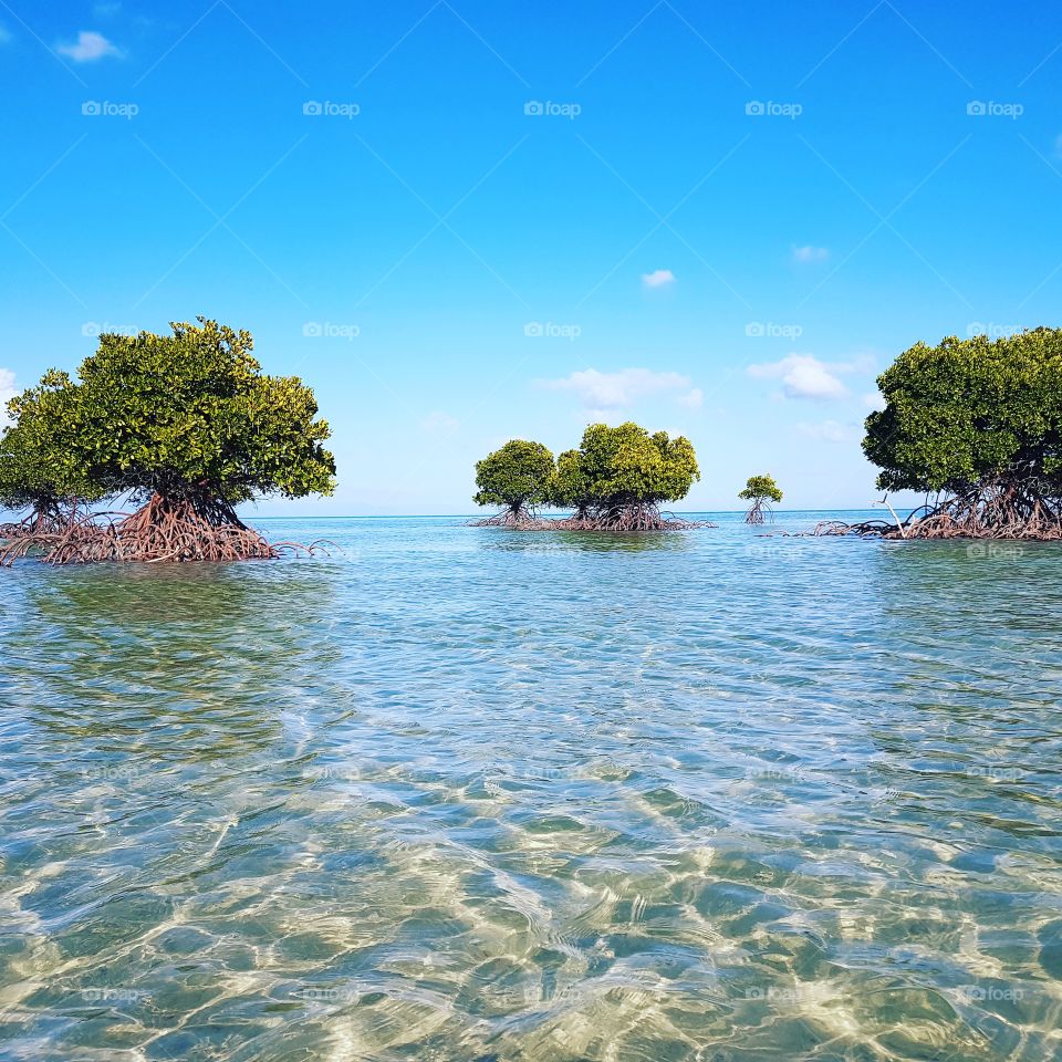 Mangroves tropical waters