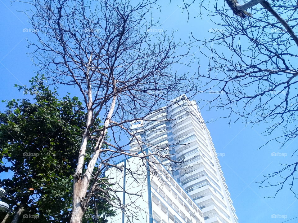 Tree in autumn without leaves. With building behind