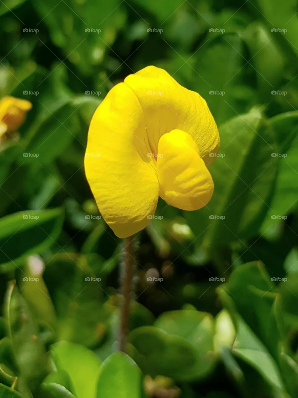 peanut grass flower or yellow flower