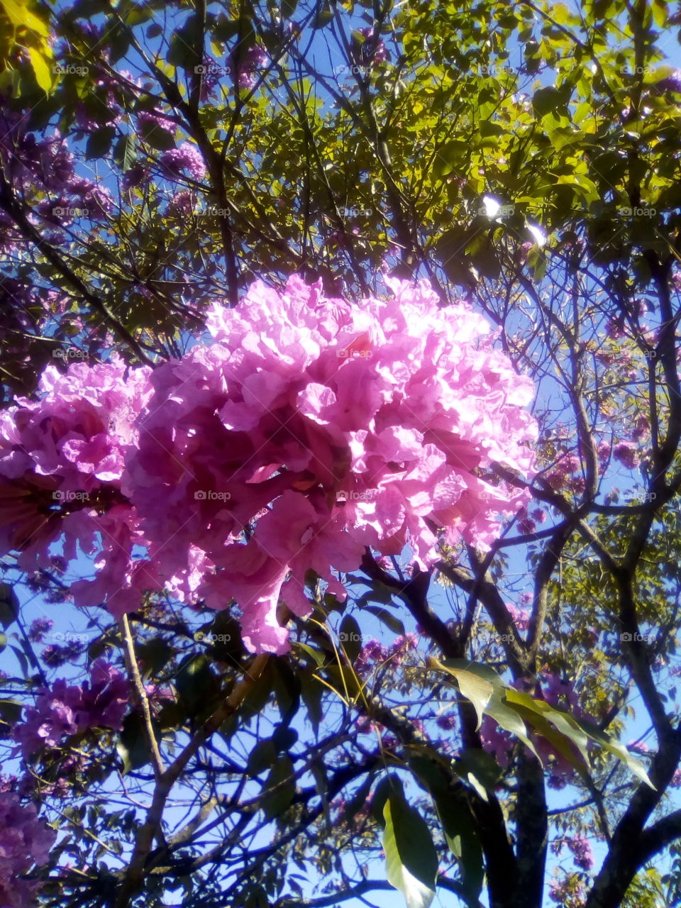 Lindo contraste desse Ipê Rosa nesse céu azul anil!