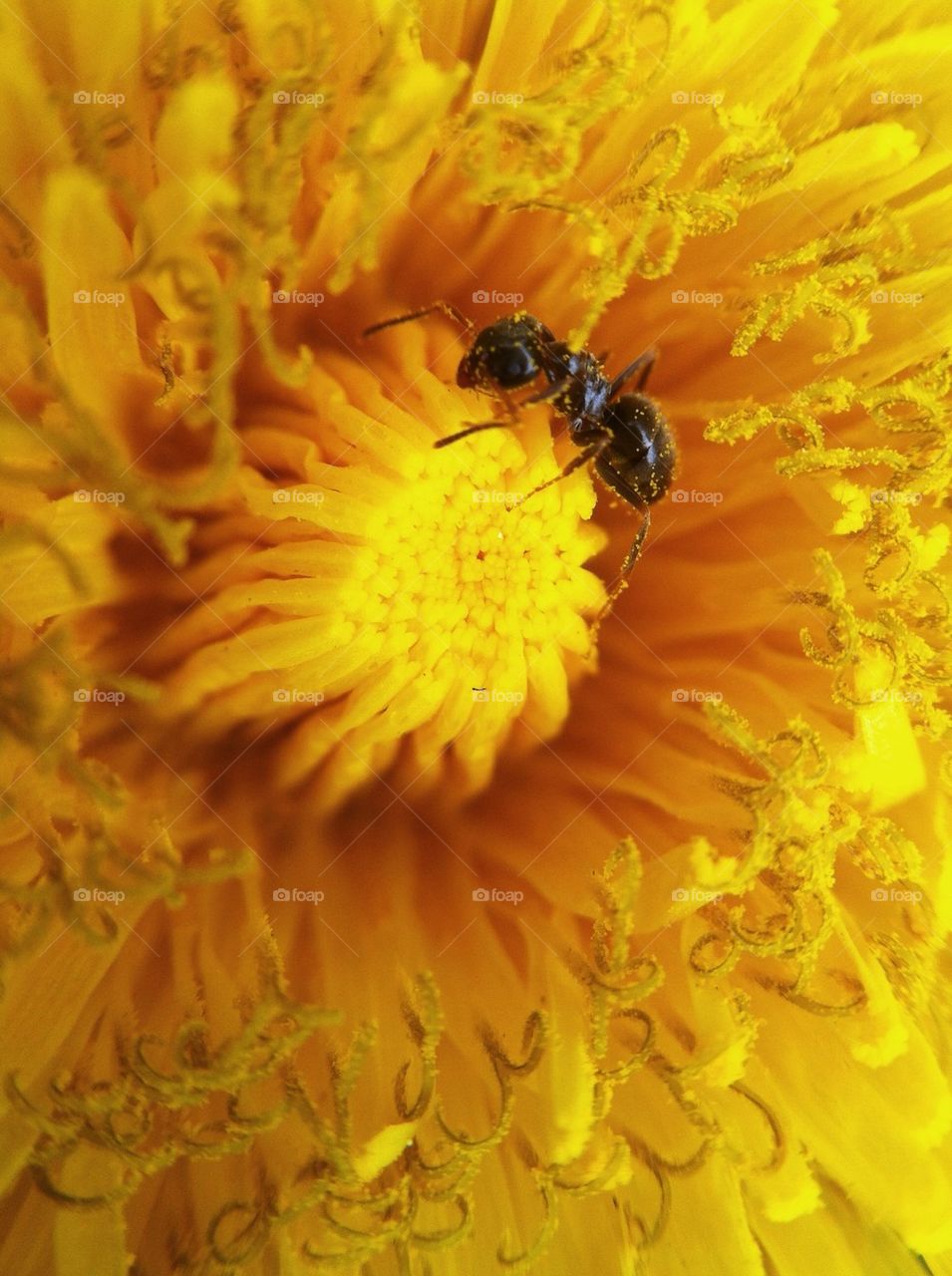 landscape flowers garden yellow by miss_falcon