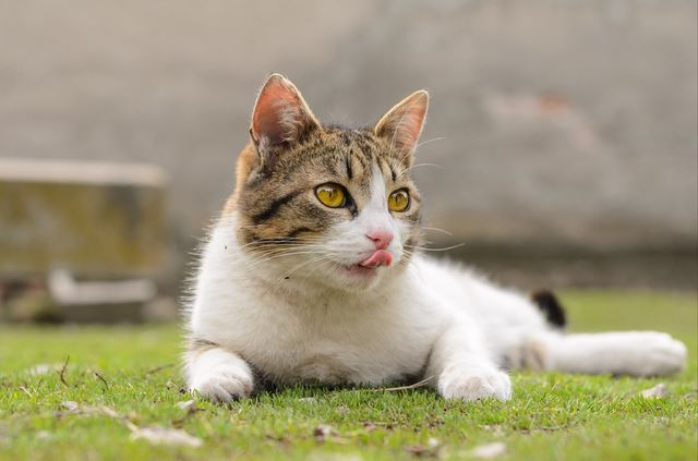 Tongue
