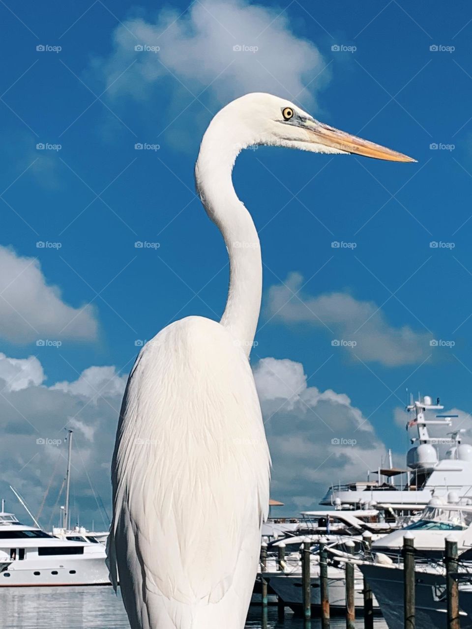 EGRET