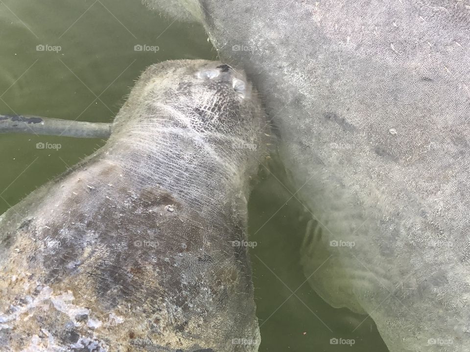 Manatees 