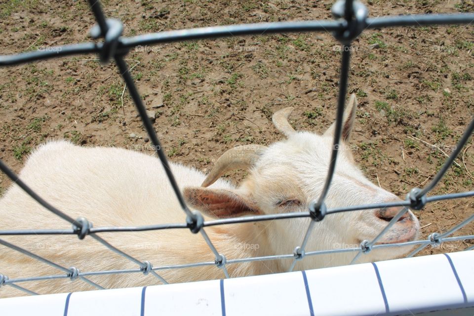 A white adult Goat warming up in the Sun.