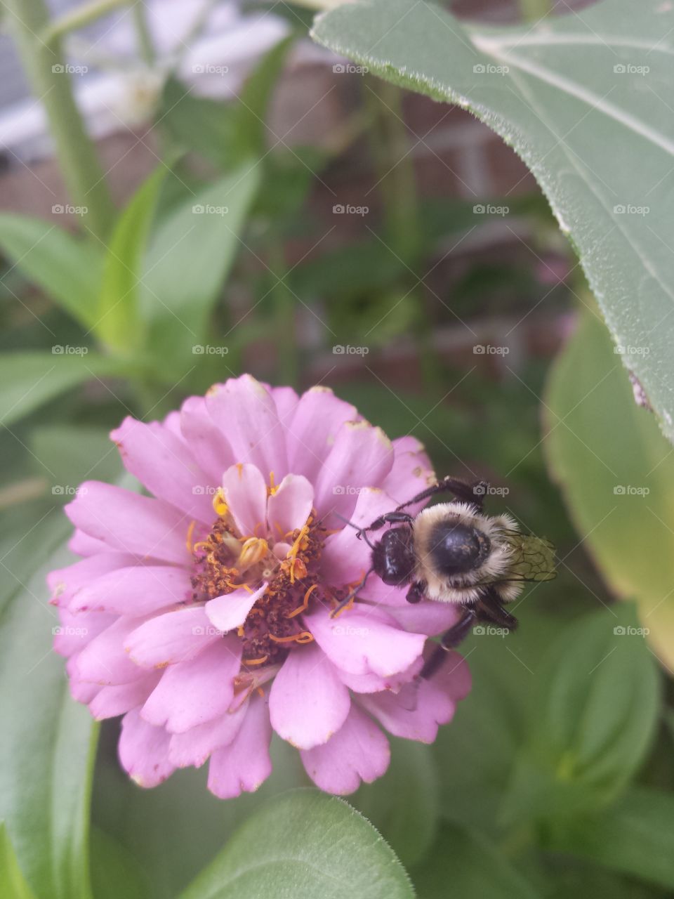 bee & zinnia (pink)