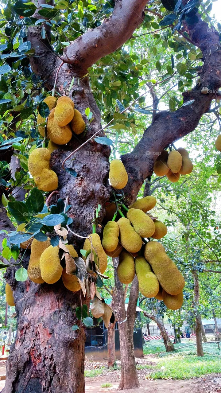 Jackfruit