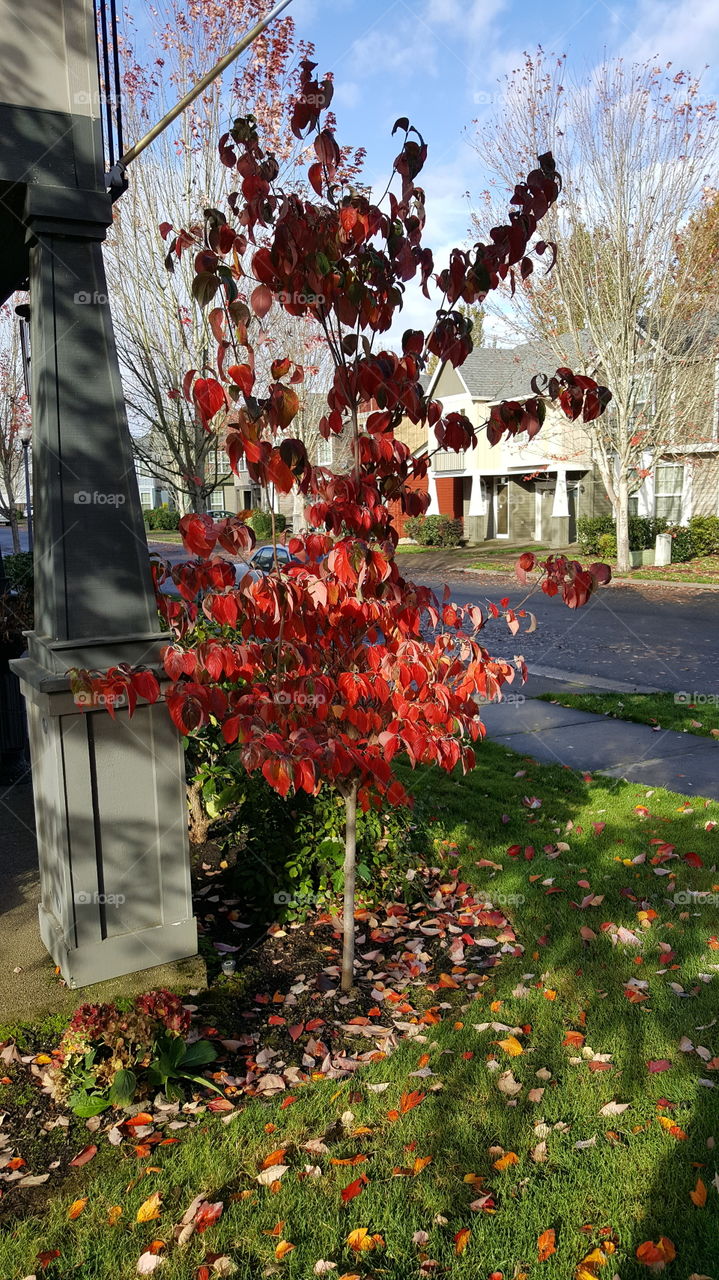 vibrant red leaves on tree