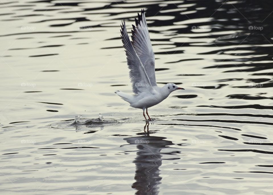 Seagull start landing on water 